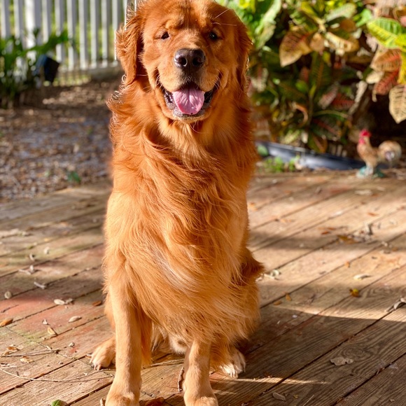 Hey I’m Alexa! - Picture 2 of 8